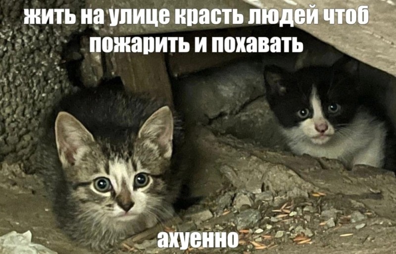 Создать мем: бездомный кот, бездомные животные, кот