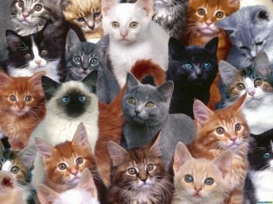 Создать мем: всемирный день кошек, kitten, кот ищет