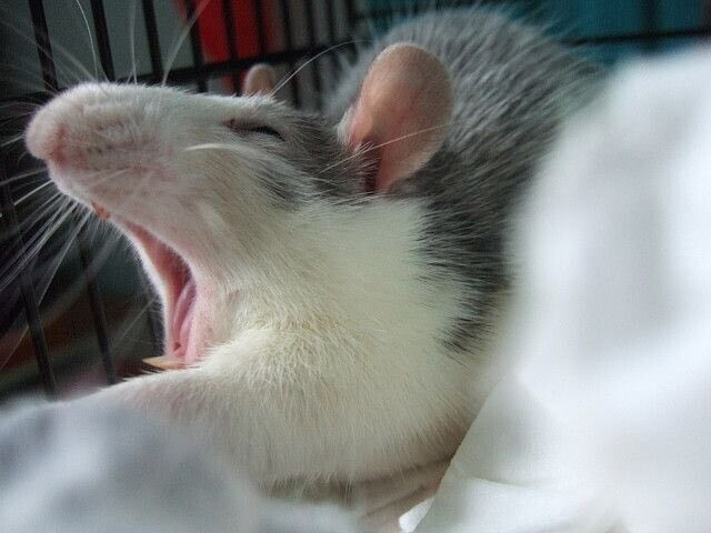 Create meme: pet rat, The weasel rat, The rat yawns