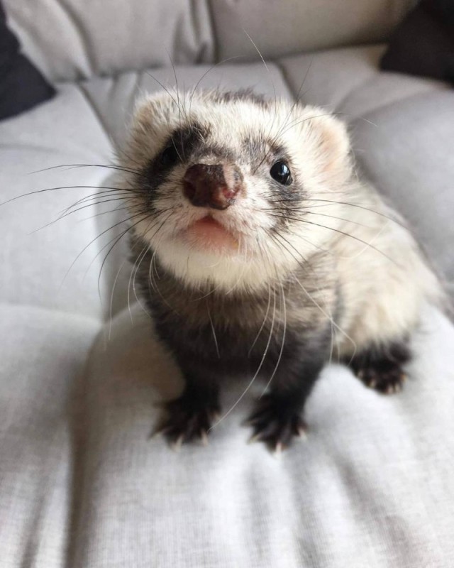 Create meme: ferret, funny ferrets, home ferret