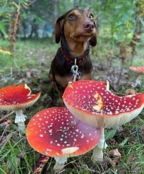 Создать мем: несъедобные грибы, мухомор красный, грибы ядовитые
