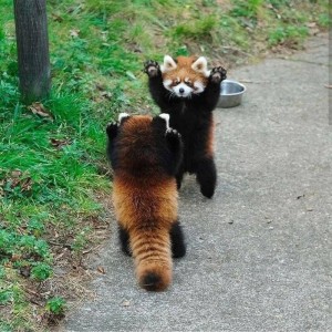 Create meme: a small red Panda, red Panda