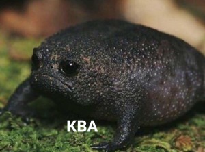 Создать мем: животное, breviceps fuscus, черная дождевая лягушка фото