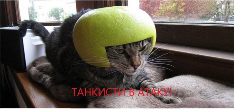 Create meme: the cat in the hat, cat in a helmet, a cat in a watermelon helmet