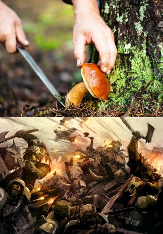 Создать мем: собирать грибы в лесу, собирать грибы, время сбора грибов