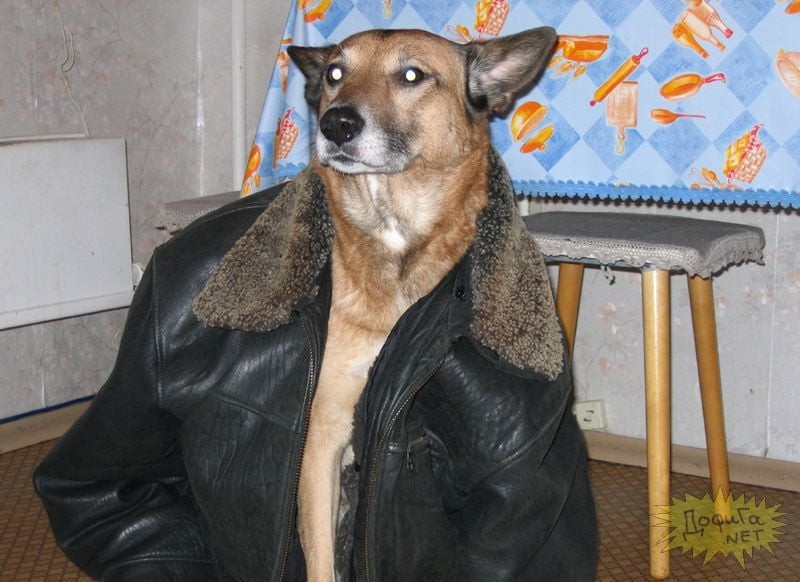 Create meme: a dog in a leather jacket, dog jacket , the dog is a pick - up