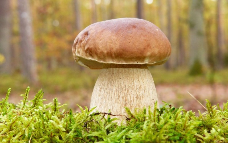 Create meme: white mushroom, forest mushrooms, mushrooms 