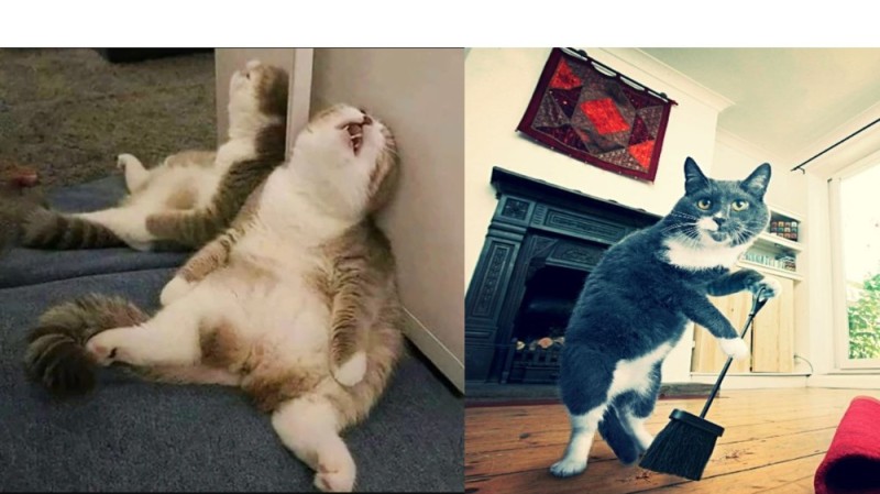 Create meme: lolcats, cat jokes, cat funny 