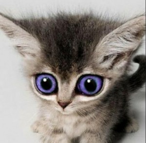 Создать мем: кошка, кошка с голубыми глазами, милые котята