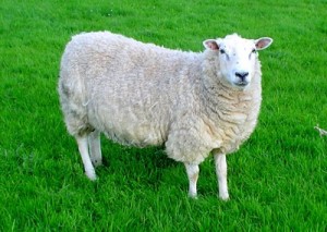 Create meme: sheepskin, meat sheep, RAM