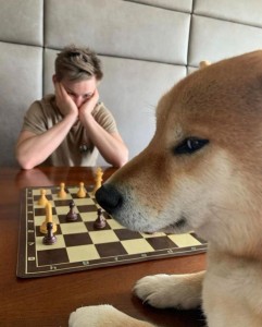 Создать мем: собака шиба ину, животные собаки, игра в шахматы