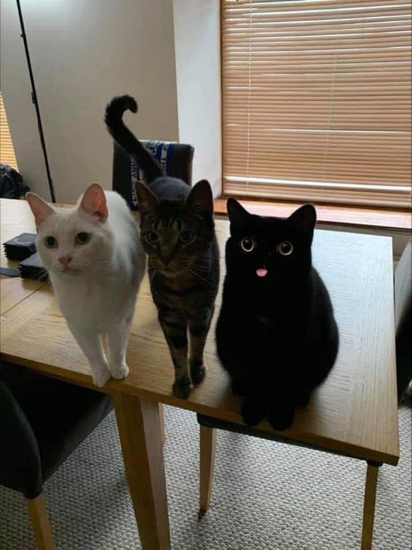 Создать мем: черная кошка мем, котик черный, чёрная кошка