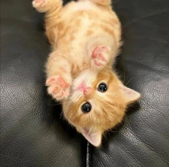 Create meme: cute kittens, cute cats, cute kittens