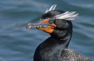 Create meme: birds of the world, Cormorant