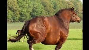 Create meme: fat horse, horse