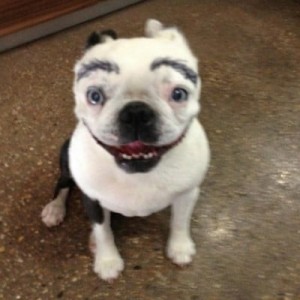 Создать мем: собачка с бровями, собака улыбака мопс, накрашенный мопс