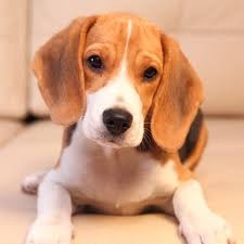 Создать мем: a dog, small dog, beagle puppy