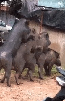 Create meme: nature , boars mate, mating pigs