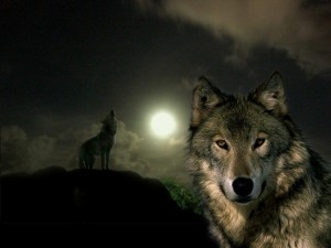 Create meme: wolf wolf, the lone wolf