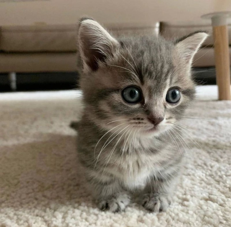 Create meme: cute kittens, cat , kitties 