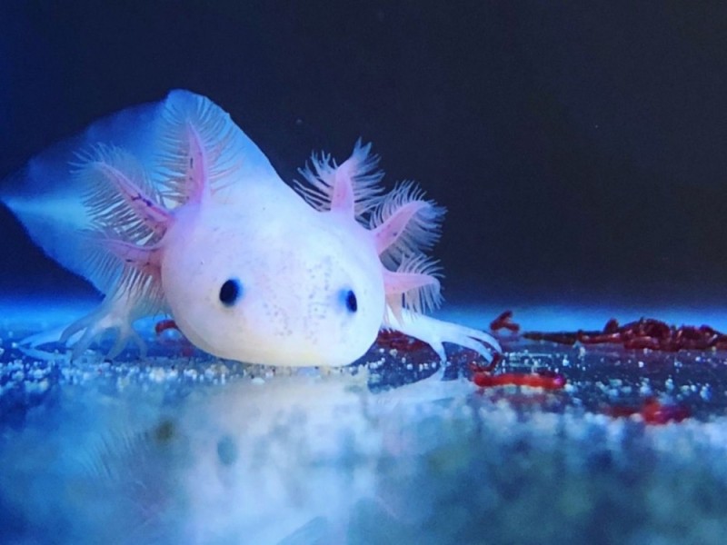 Create meme: the axolotl , gigantic axolotl, the axolotl albino