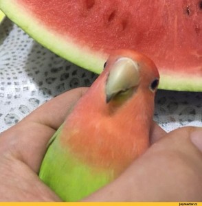 Create meme: photos of cute watermelon, watermelon, can a parrot watermelon or not