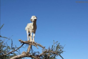 Create meme: goats in Morocco, mountain goat on the tree, goats in trees