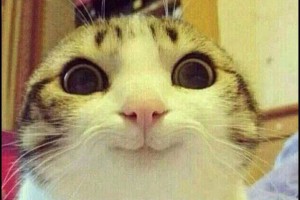 Create meme: Kotaku Ulybka, dumb cat photo, smiling cat