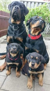 Create meme: puppies Rottweiler, Rottweiler