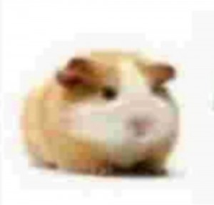 Create meme: mumps, Guinea pig