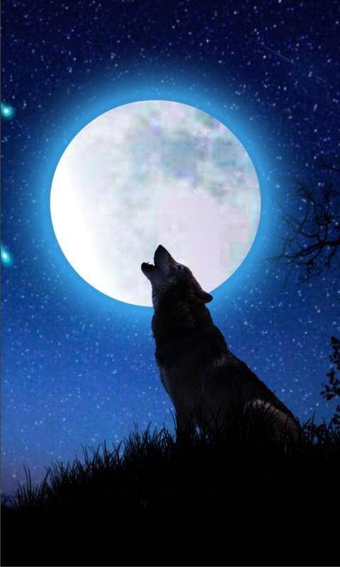 Создать мем: полнолуние волк, волк на фоне луны, волк под луной