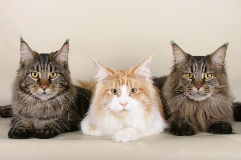 Create meme: maine coon cat, kittens the Maine Coon , the Maine Coon cat