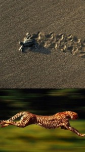 Create meme: Turtle-Cheetah