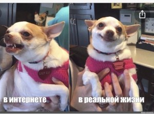 Создать мем: смешная собака, чихуахуа мемы, голодный покушал собака мем