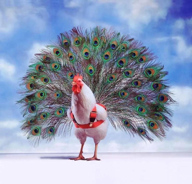 Create meme: bird peacock, peacock , a cock with a peacock's tail