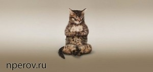Создать мем: yoga cats, котики, cat
