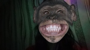 Создать мем: шимпанзе, обезьяна смеется, обезьяна без зубов