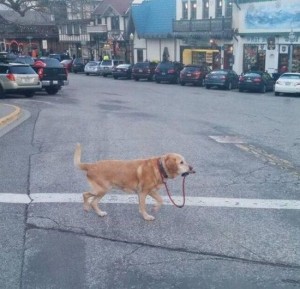 Создать мем: смешные собачки, обычная собака, dog walking