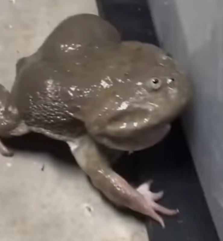 Создать мем: лягушка крик, ква ква, screaming frog