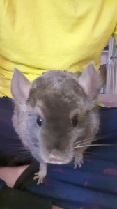 Create meme: chinchilla, chinchilla boy