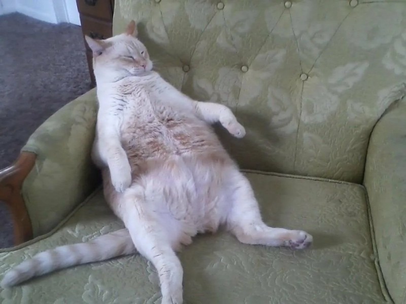 Create meme: fat cat sitting, the fat cat ate too much, fat cat 