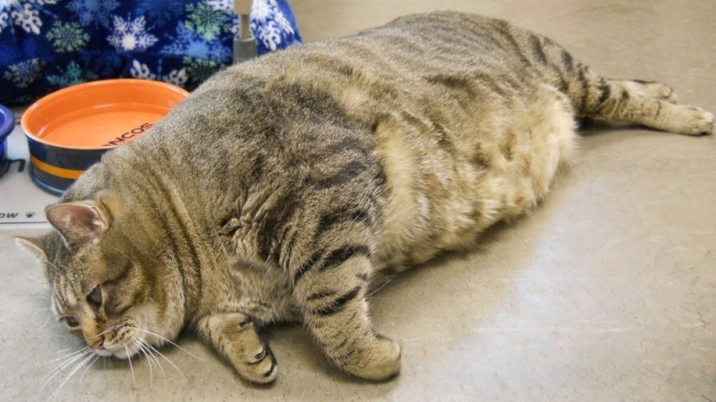 Создать мем: самая толстая кошка, очень толстый кот, жирный кот
