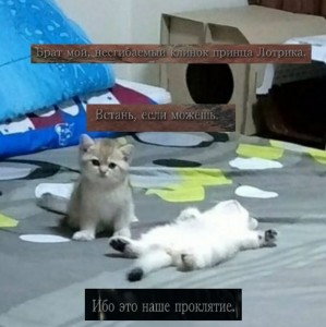 Создать мем: кот кот, кошка, котэ