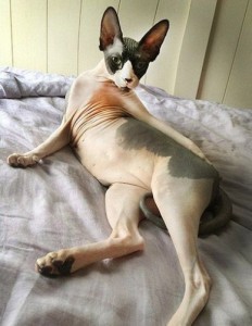 Create meme: Bald cat