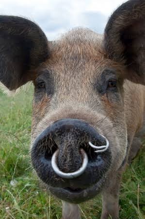 Create meme: the pig's face, boar , boar's head