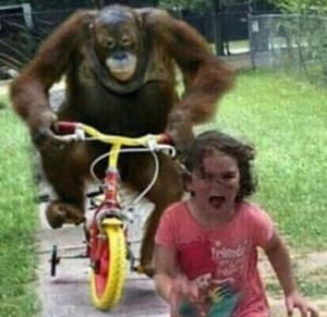 Create meme: happy monkey, monkey bike, monkey on a bike meme
