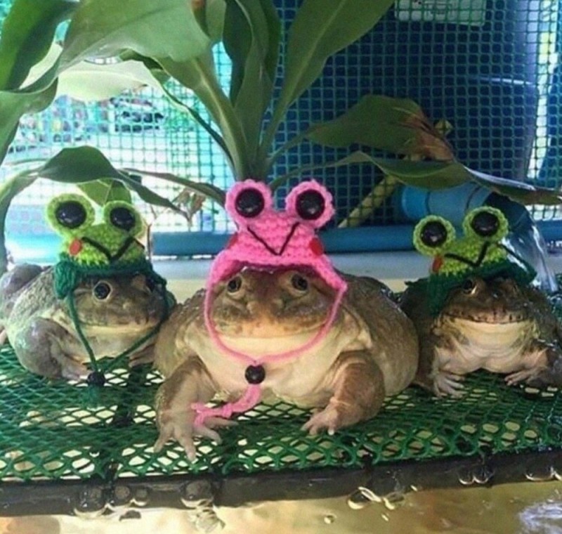 Создать мем: жаба, лягушки, домашняя лягушка в шапочке