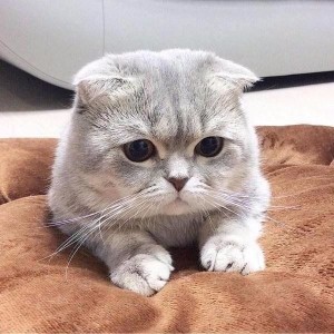 Создать мем: вислоухая кошка, грустный котик, милые котики