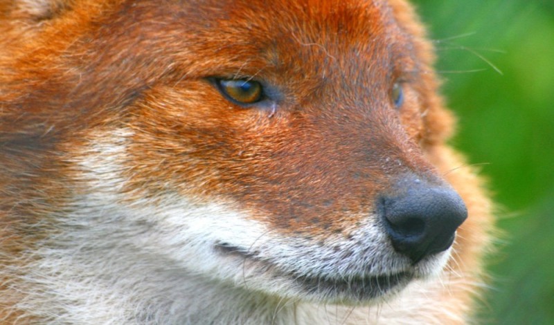 Create meme: Fox, Fox face , a fox with cunning eyes