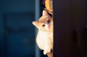 Create meme: cute cats, peeking from the corner, peeking around the corner with flowers